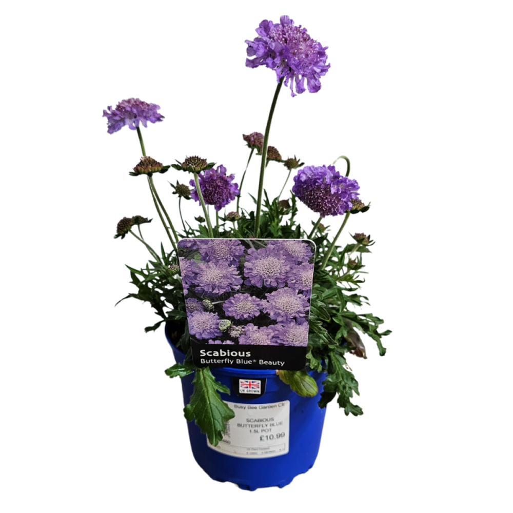 Scabious Butterfly Blue